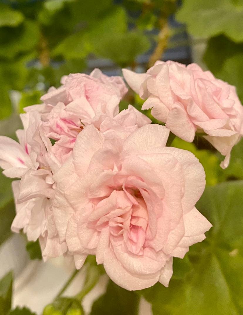 Пеларгония сортовая