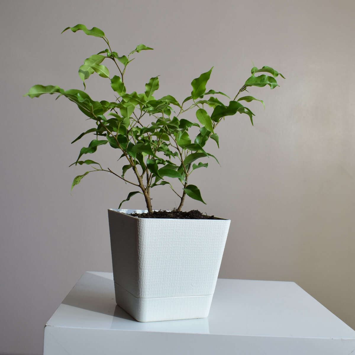 Ficus benjamina Natasja