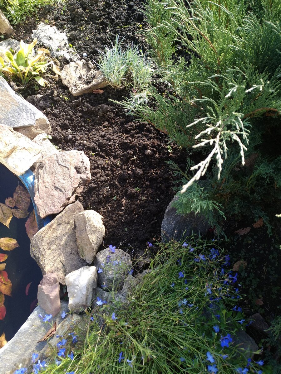 В этом месте посадила две луковицы тюльпанов. Пришлось немного подстричь можжевельник, чтобы место под солнцем освободить для тюльпанов)