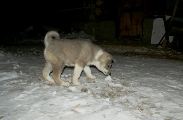 Щенок хорошо развивается