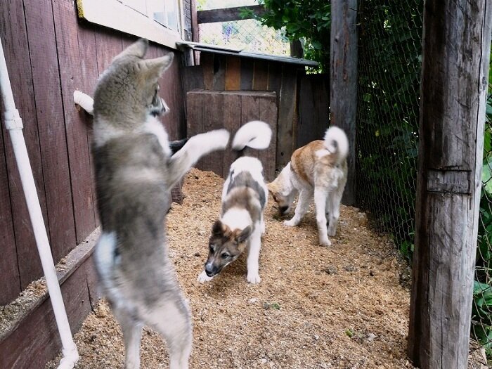 Щенки живут в вольере