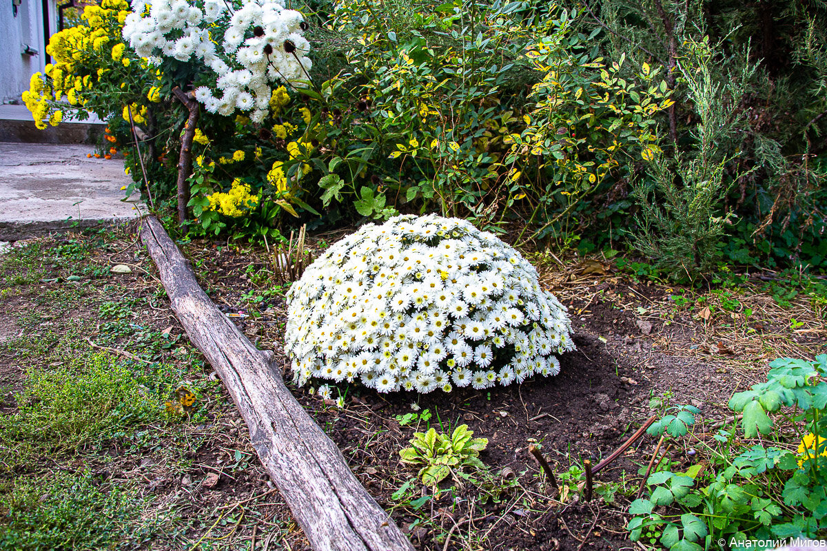 Шаровидная хризантема и корейские хризантемы.