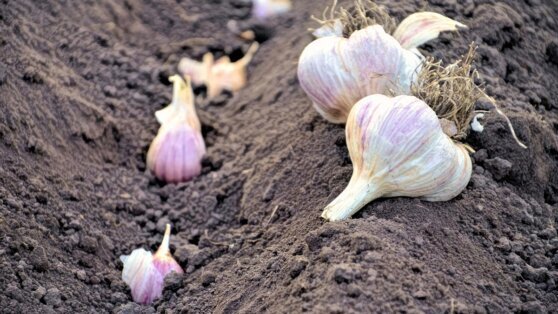    Как посадить чеснок под зиму: правила и сроки Татьяна Сидорова