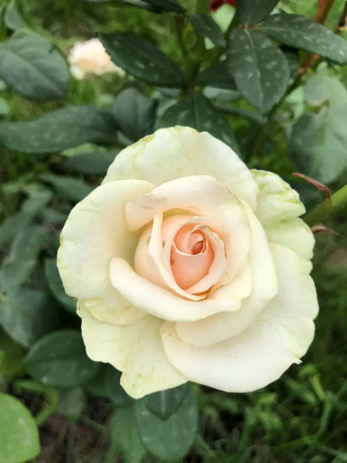 Поздравляем российских учёных, являющихся наиболее цитируемыми в мире! Авторское фото волгоградского ученого и фотографа Елены Попковой: https://www.saatchiart.com/account/artworks/1599809