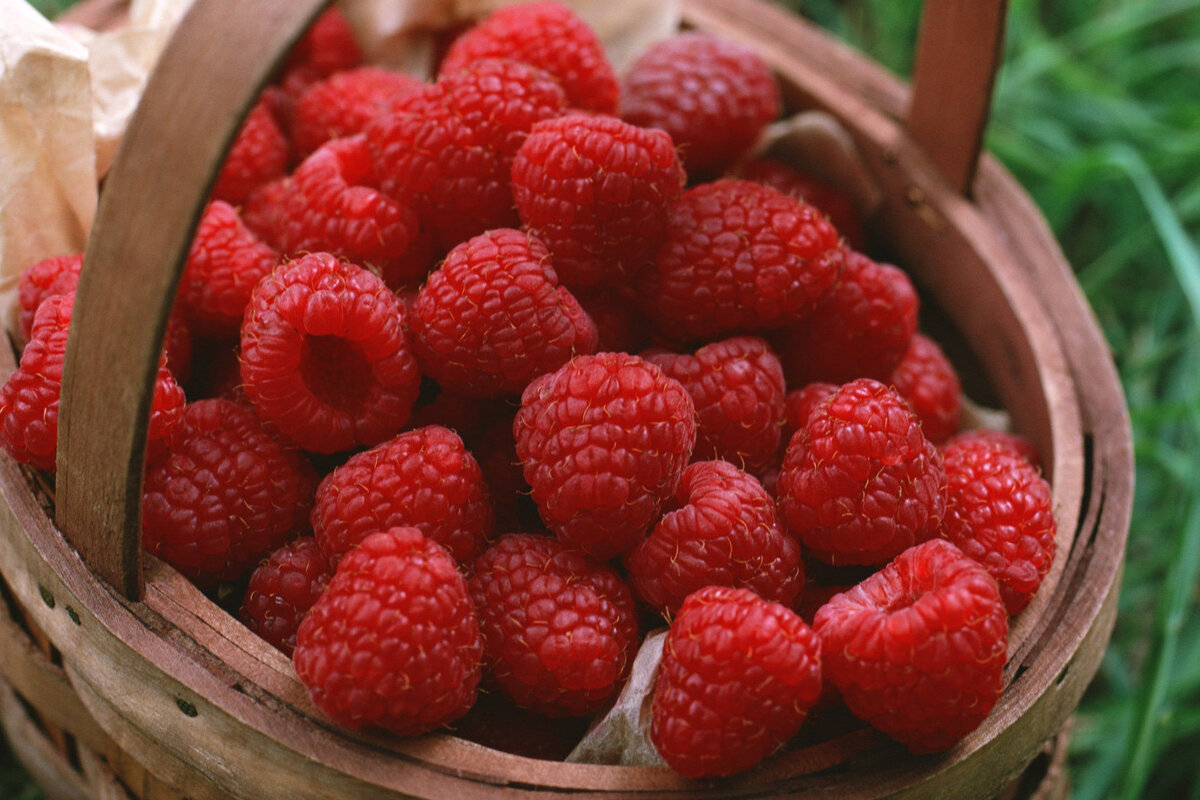     Как ухаживать за малиной осенью: обрезка, подкормка, опрыскивание