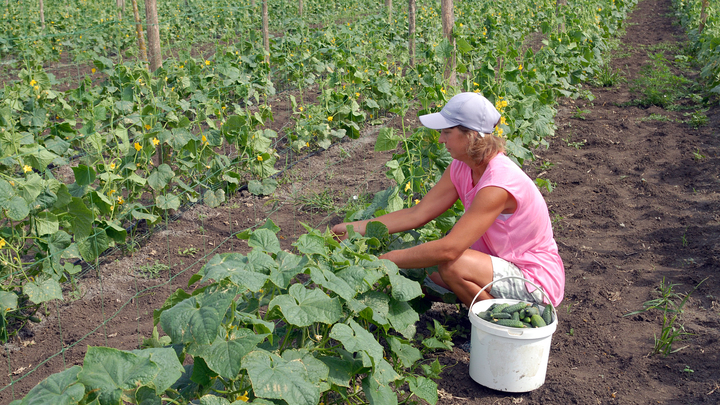 VIKTOR POGONTSEV/RUSSIAN LOOK/GLOBALLOOKPRESS 