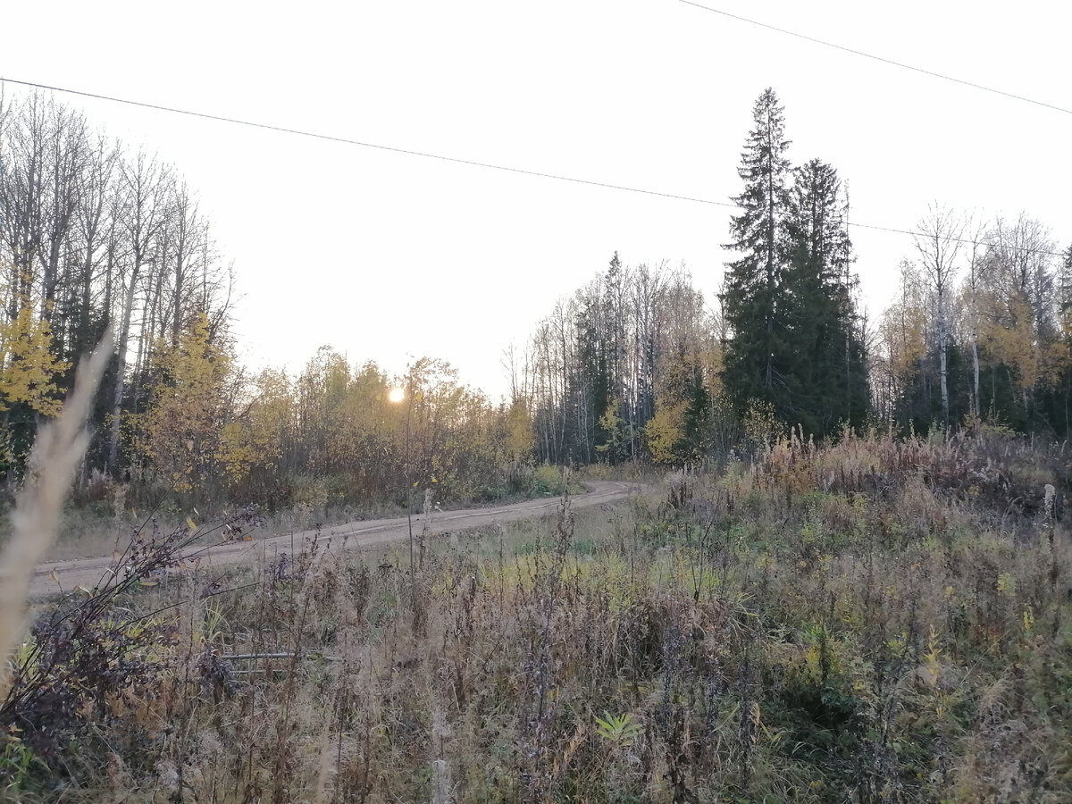 Осенний лес.