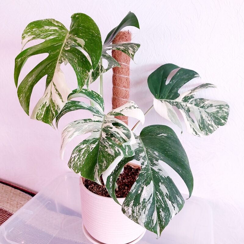 Монстера деликатесная альба Monstera deliciosa Albo variegata