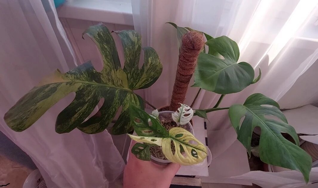 малютка монстера адансона и огромная монстера делициоза