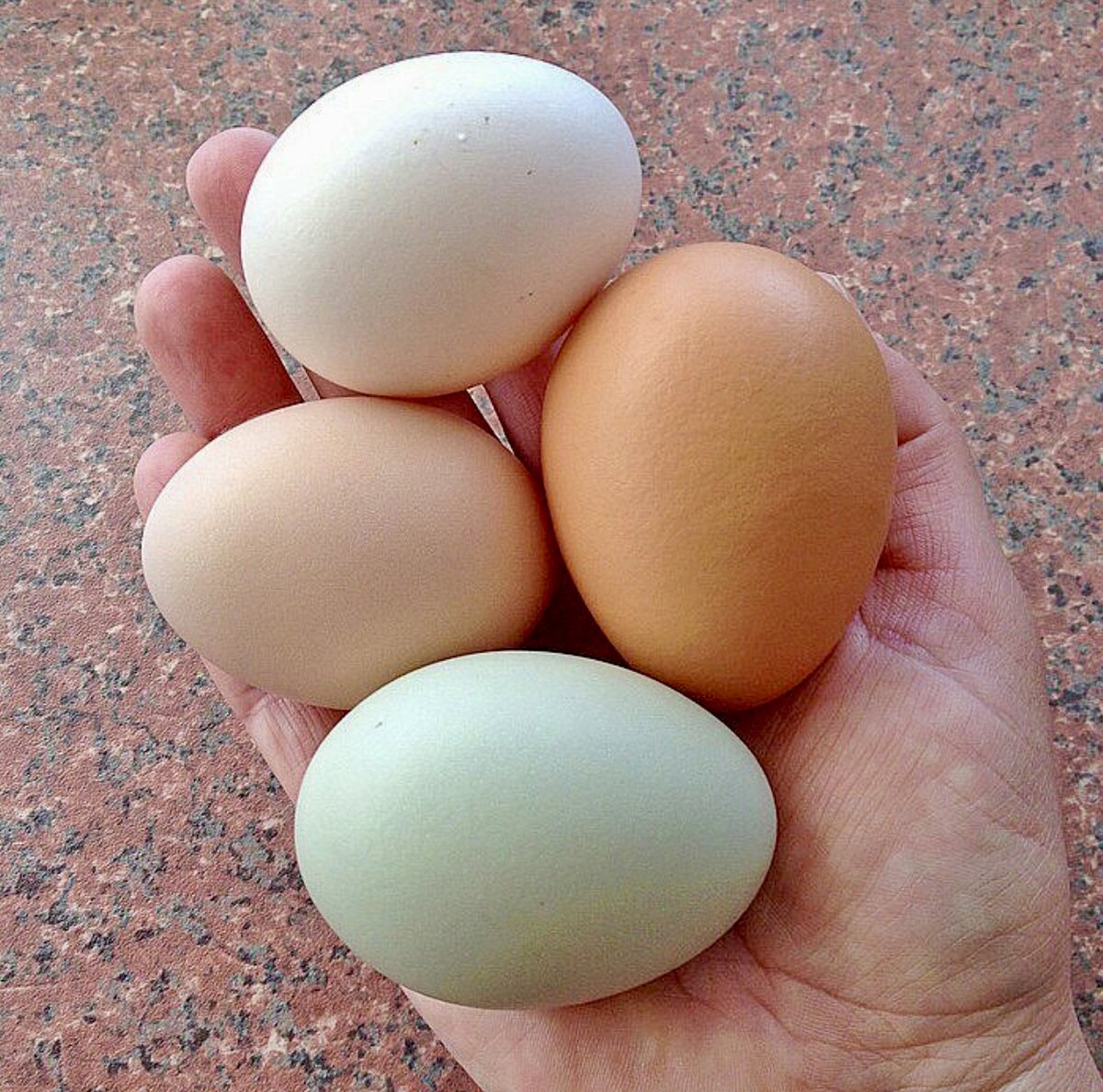 куры несущие цветные яйца фото