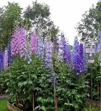 дельфиниум уход и выращивание