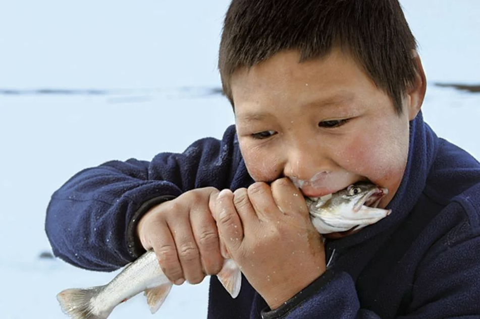 Чукотские дети едят мясо.