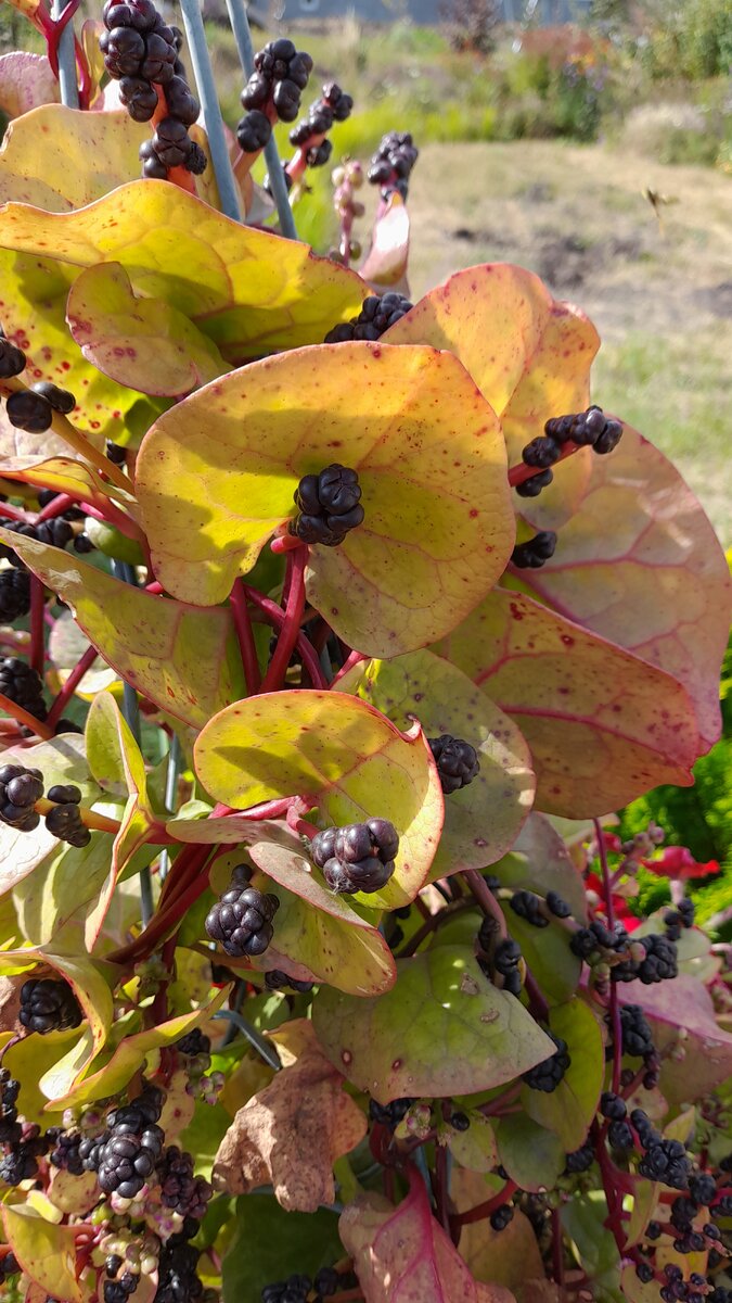 базелла осенью