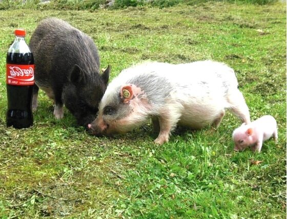 Американская мини-свинья (American minipig)