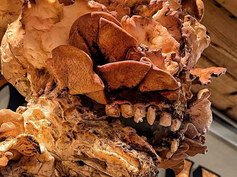    Дело семейное. Мать и дочь создали огромную статую Щелкуна из хлеба