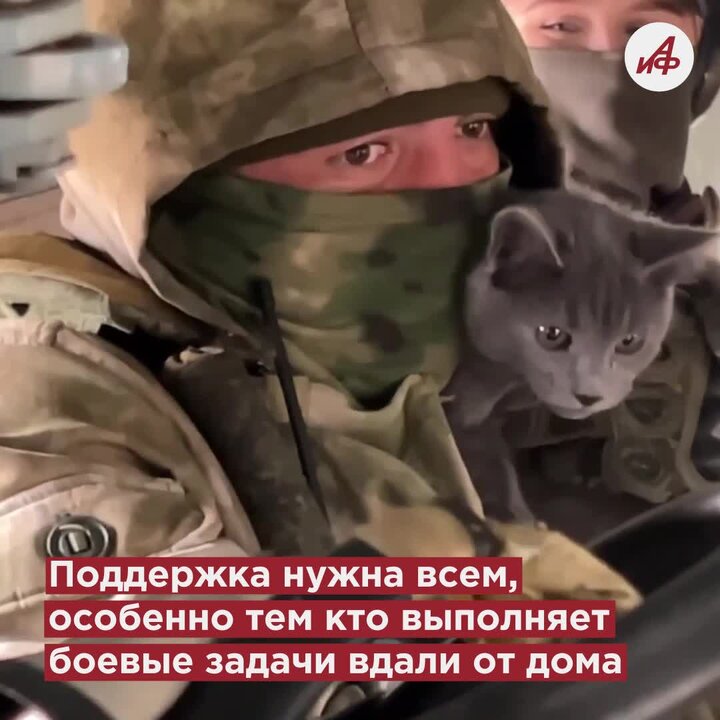 Кот-вертолётчик Бармалей стал звездой соцсетей | Аргументы и факты ...