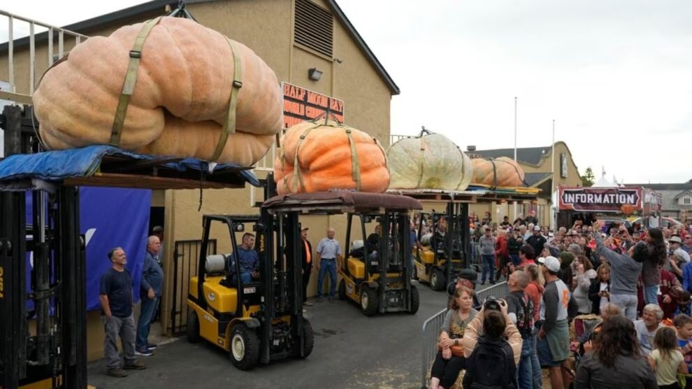 Тыквы гиганты