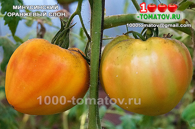 Томат Минусинский оранжевый слон фото 1