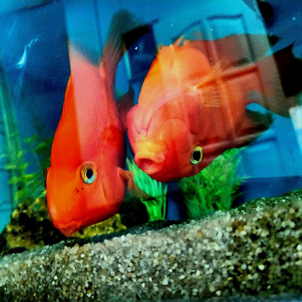 🐠Игры попугайчиков

Такой момент засняли наша Лиечка с сестрами. Подопечные Обители любят наблюдать за жизнью обитателей аквариума. "Рыбки общаются между собой, играют, здороваются с теми, кто за ними наблюдает", - говорит Лия. Главное - смотреть и видеть жизнь и ее красоту!😉

Наш сайт sv.elisaveta.ru 
 
#милосердие #святая_Елисавета #обитель_милосердия 
#Великая_Княгиня 
#Алапаевские_мученики 
#Романовы