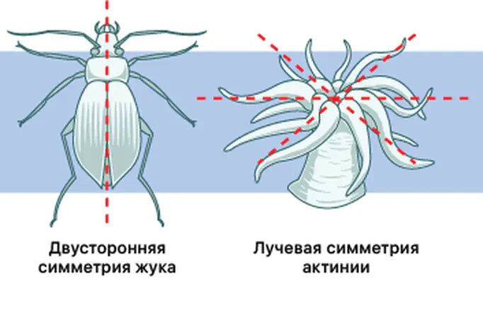 Симметрия тела гадюки. Двусторонняя симметрия в природе. Двусторонняя симметрия тела. Симметрия тела животных. Двусторонняя симметрия у животных.