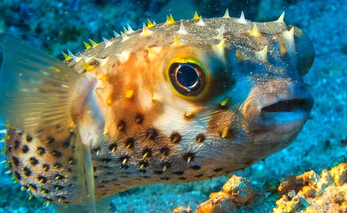 Рыбы японского моря
