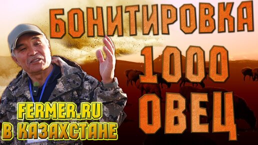 1000 овец казахской грубошёрстной породы под осеменение. Классная бонитировка полуторагодовалых овец