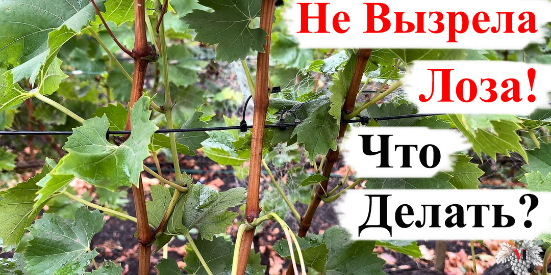 Не вызрела лоза винограда! Что делать?
