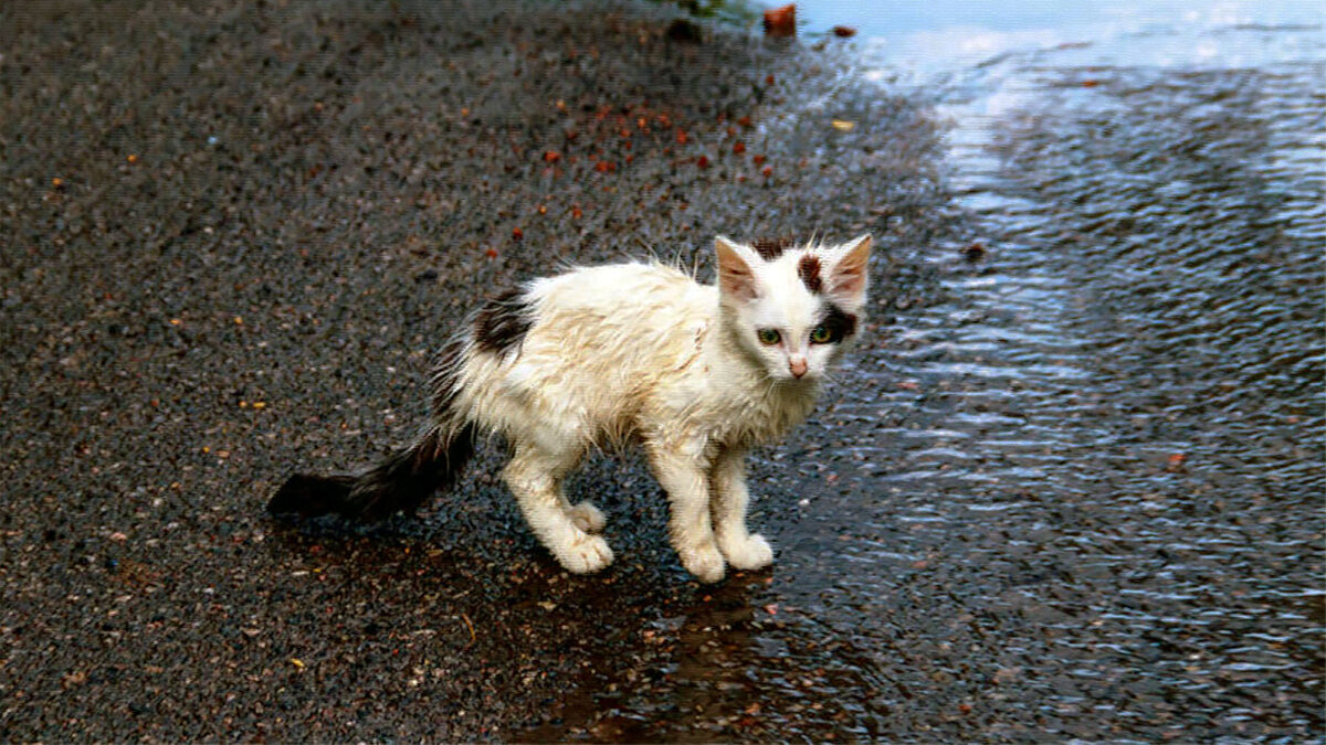 источник фото: fanicat.com