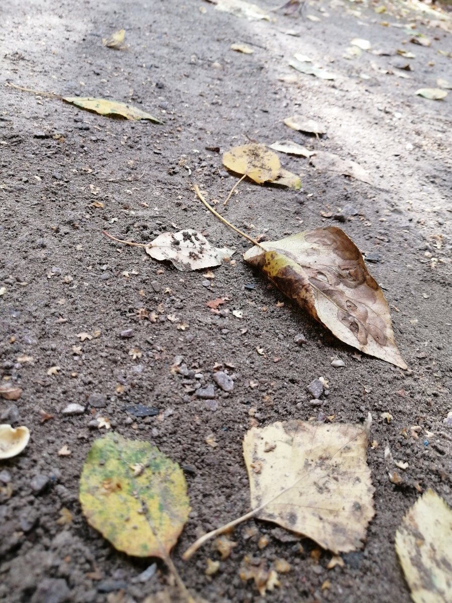 Листопад в разгаре, морозы не за горами. Так что я ускорилась с покупкой новеньких