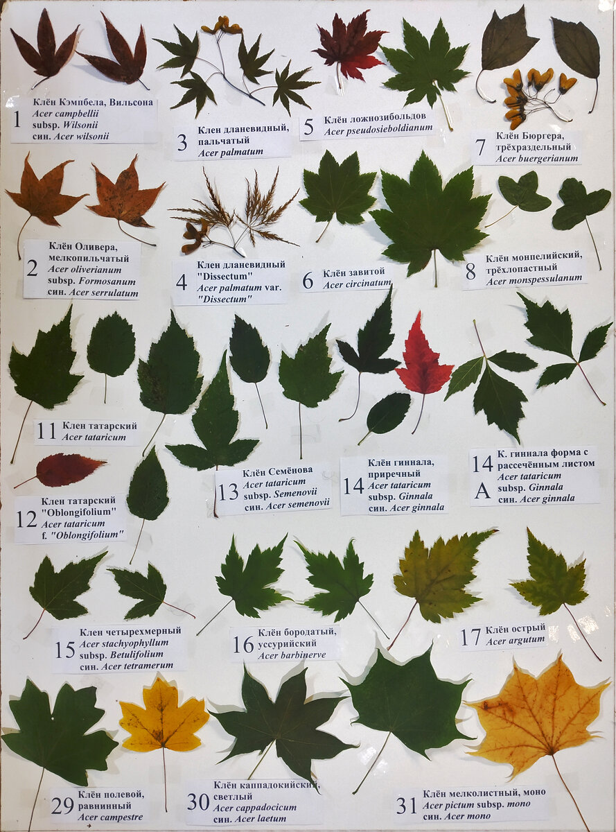 Edit free photo of Astronira,autumn,leaf,maple,red - needpix.com