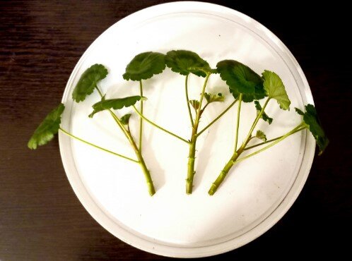 Эти черенки пеларгонии вариегатной Friesdorf готовы к укоренению. Размер их около 7 см, они крепкие, у каждого по 4 листочка.