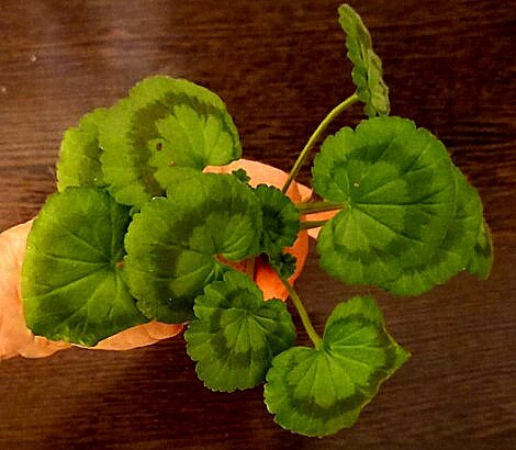 Очень красивая вариегатная пеларгония с яркой зоной и резная по краю листа.