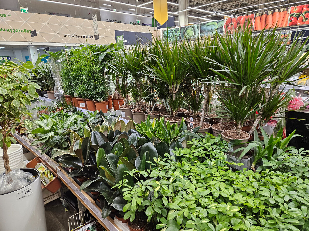 Это фотография из Леруа Мерлен. Речь про него будет в конце статьи, но даже тут понятно, что ситуация с комнатными растениями в магазине не очень...