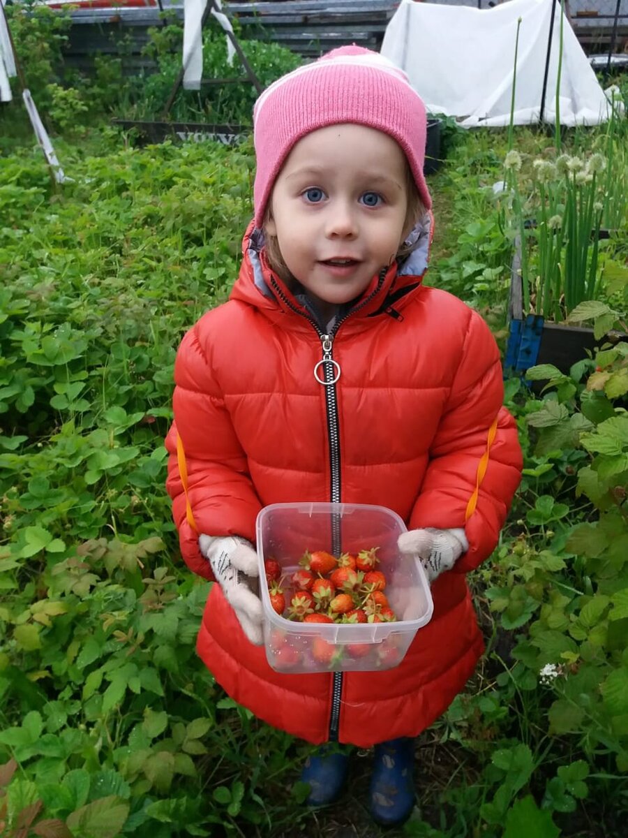 Клубнику рвем в перчатках