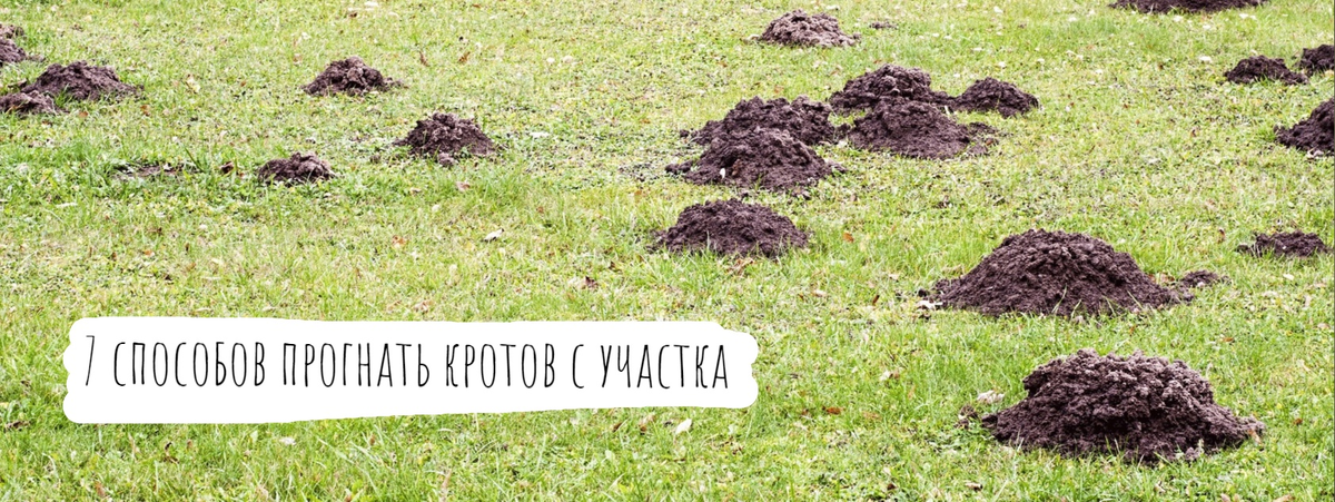 Кроты - семейство млекопитающих из отряда насекомоядных.