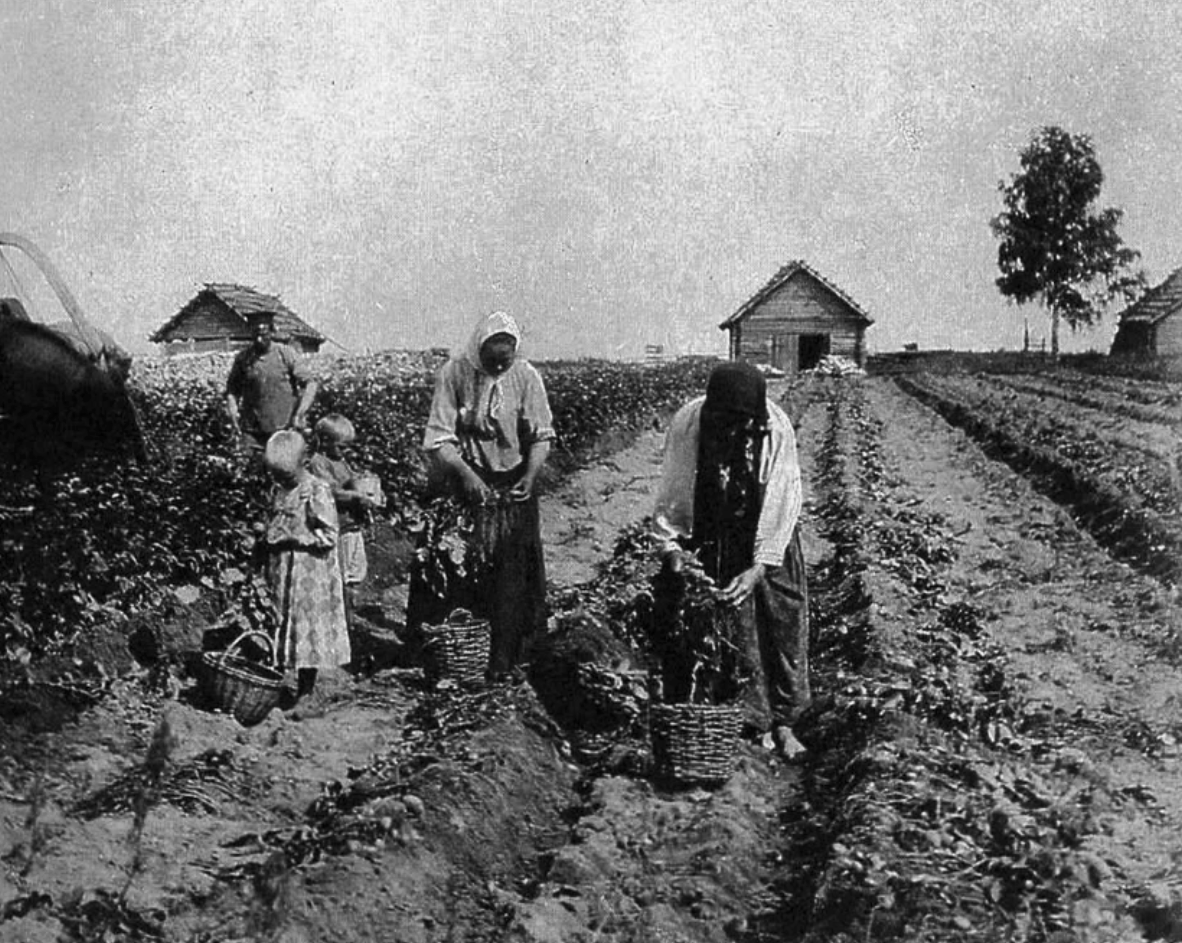 Облегченные крестьяне. Аграрная реформа Столыпина крестьяне. Вятка крестьяне 19 века. Картофельный бунт 1842 года. Крестьяне сажающие картофель 1884.