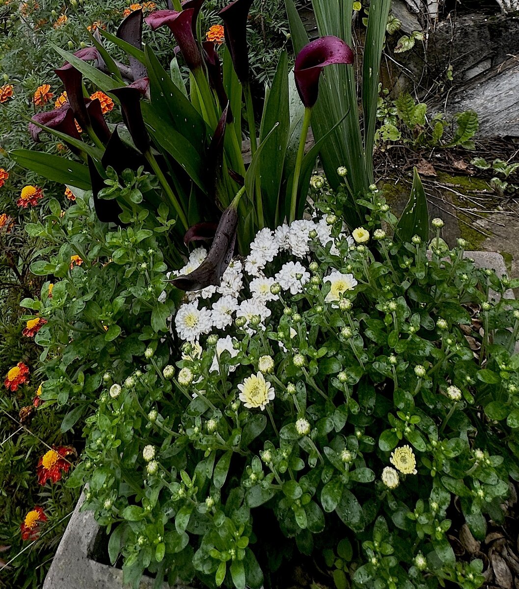 Начало цветения Эльфа.