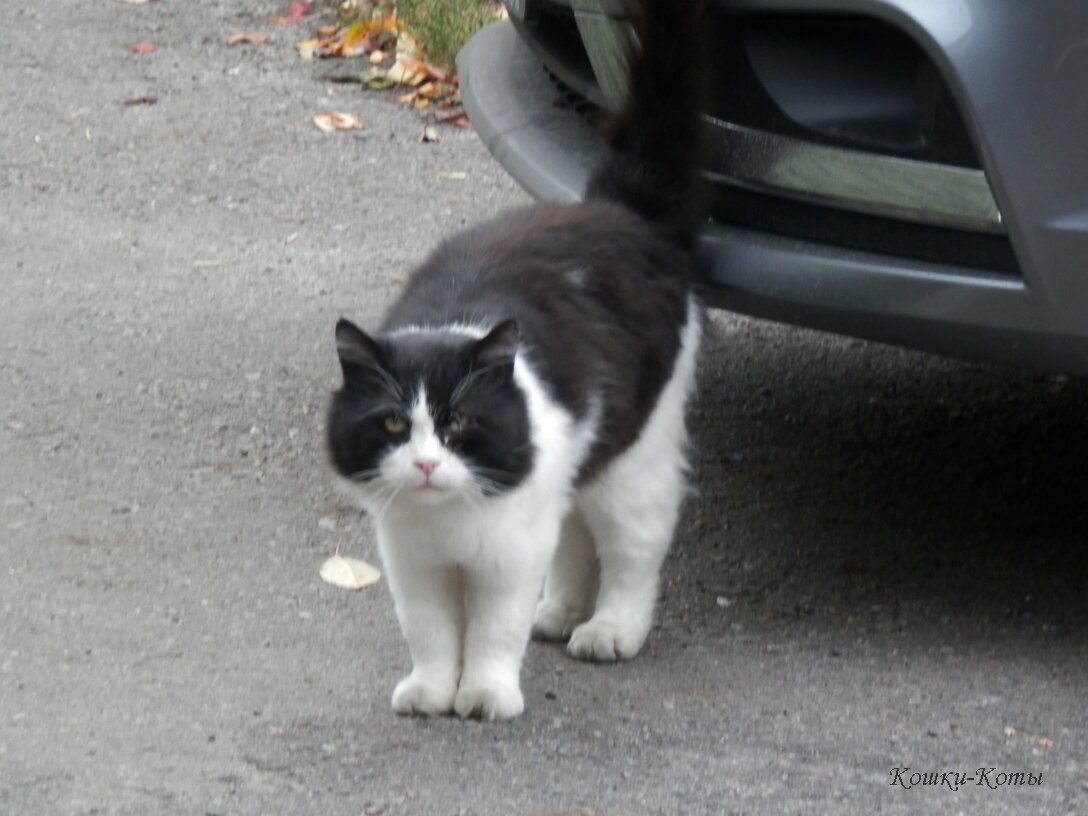 Среди моих предков точно манулы были. Не верите? 