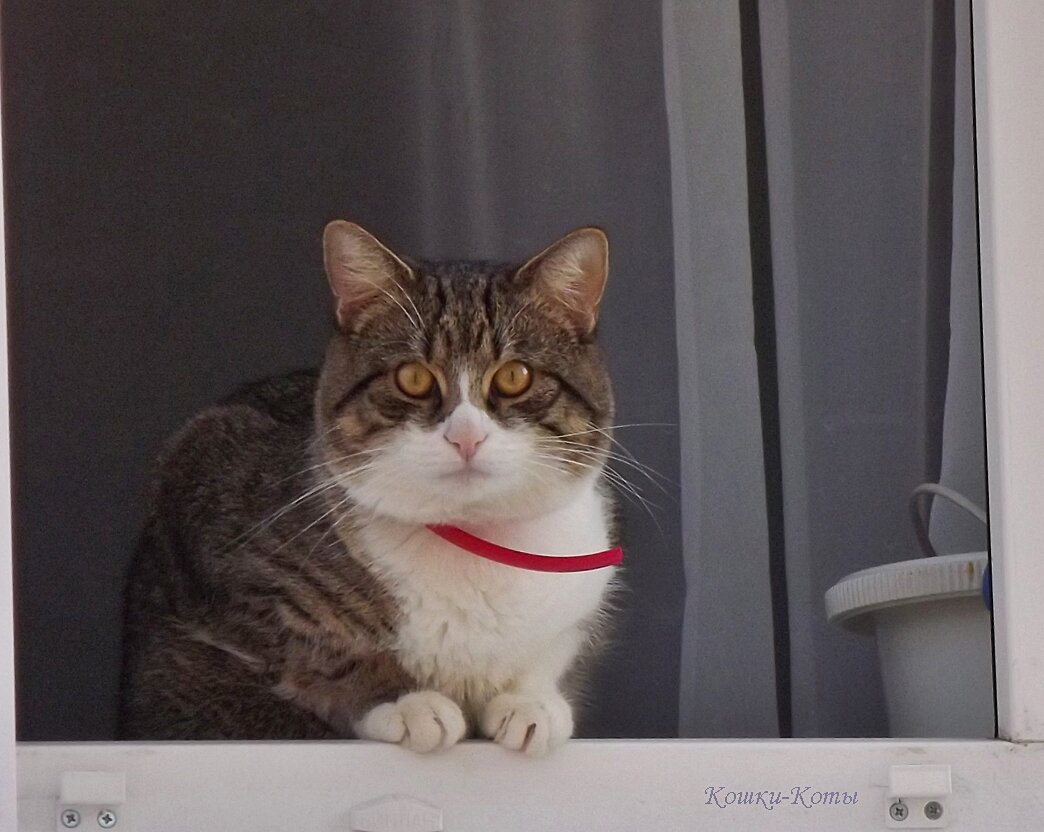 Я не дикий, я цивилизованный. 