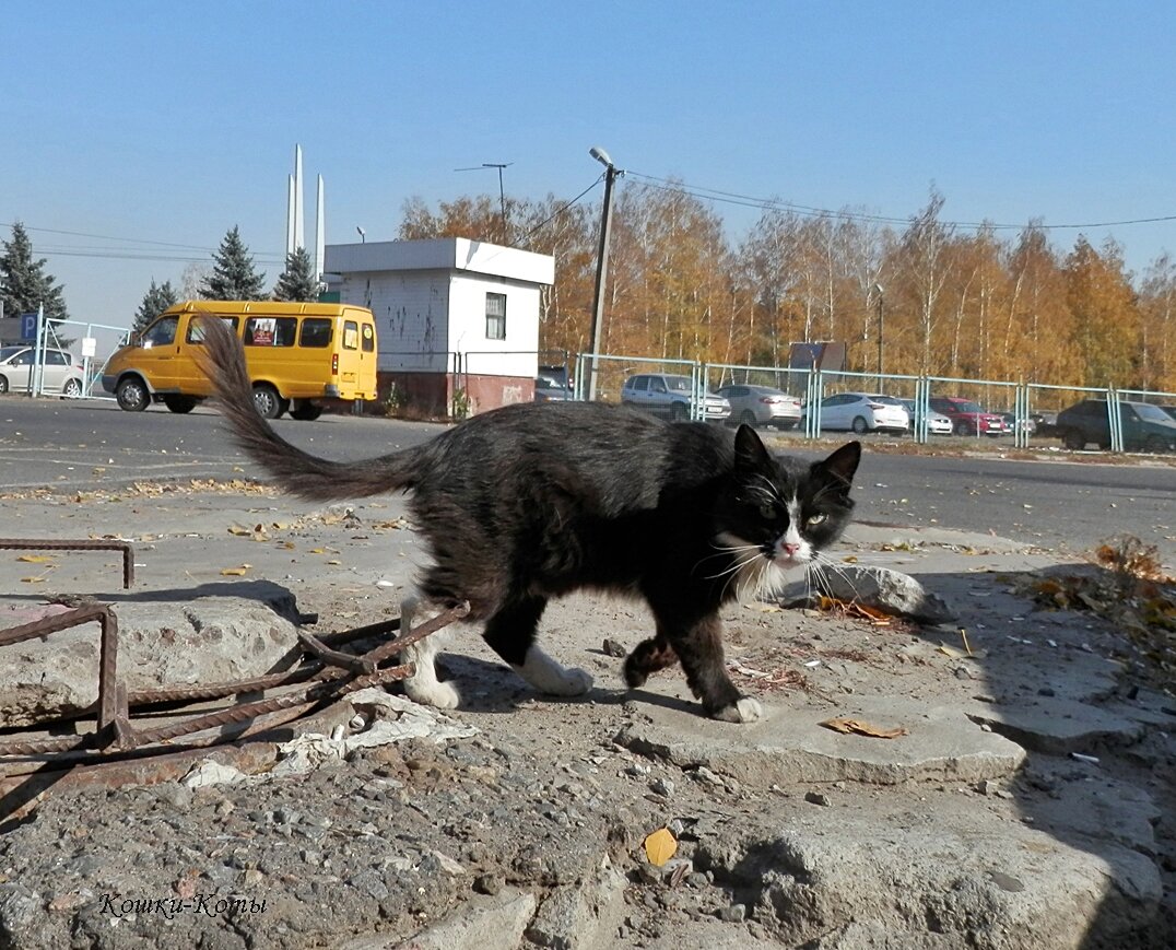 Кошки: дикие, домашние, бывшие домашние | Кошки-Коты | Дзен