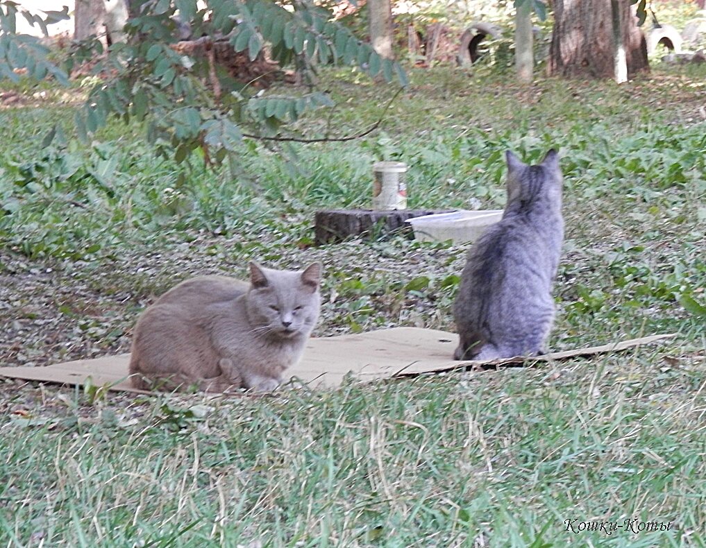 Кошки: дикие, домашние, бывшие домашние | Кошки-Коты | Дзен