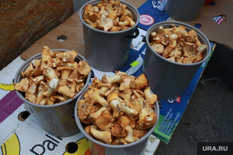    Жители Челябинской области собирают грибы ведрами в октябре