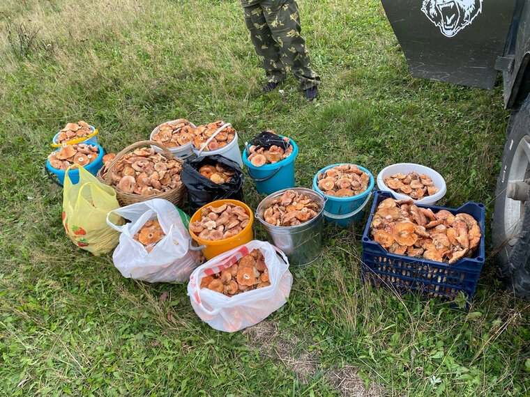    Жительница Катав-Ивановска поделилась урожаем из рыжиков в середине октября