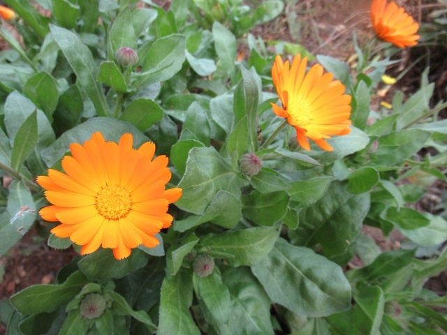 Осеннее обеззараживание почвы: помогут ноготки в качестве сидерата