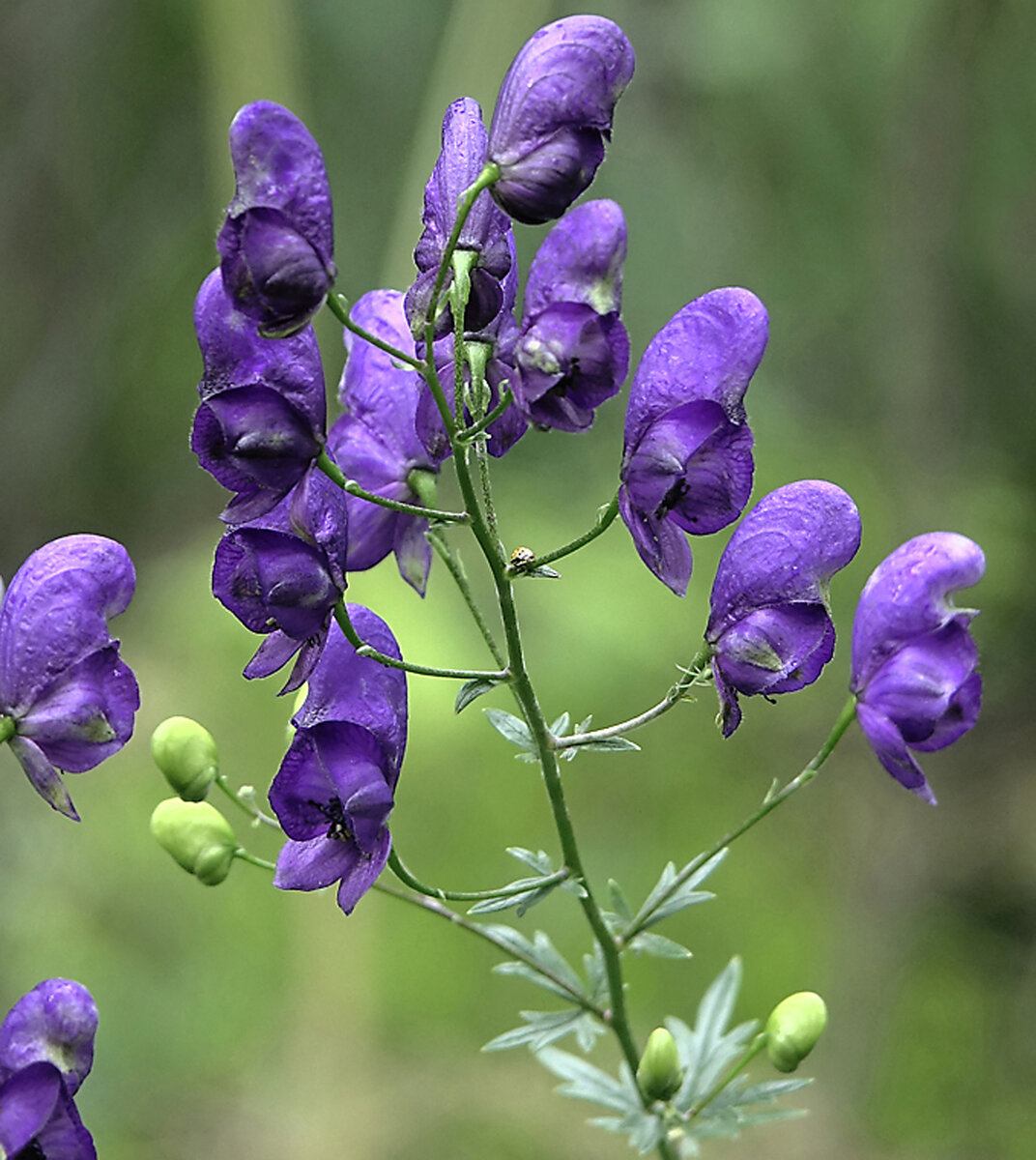 Кольчужник растение ядовитое. Аконит белоустый. Aconitum / Аконит (борец) ’. Аконит (борец, голубой Лютик). Шерстистый Аконит.