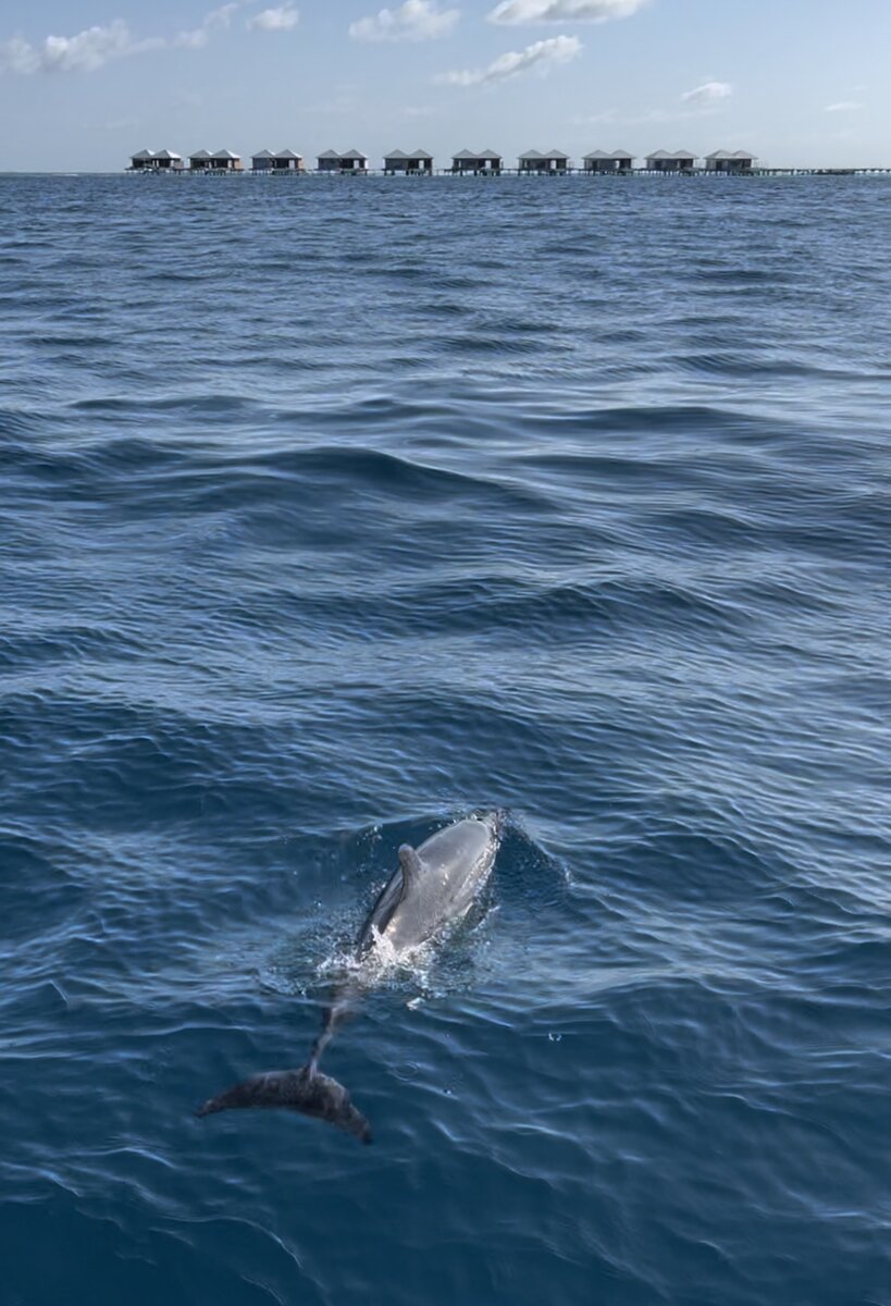 Южный Ари атолл, 2023