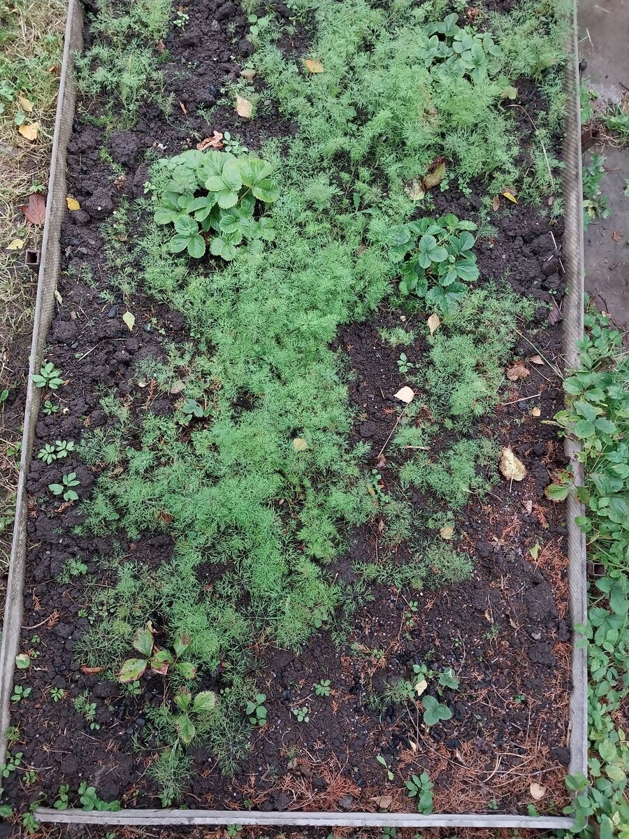 Укроп, посеянный на грядке клубники