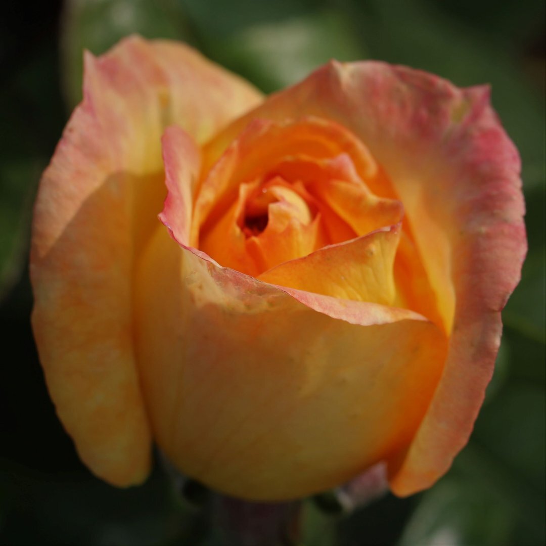 Фото Colin Gregory Roses Ltd