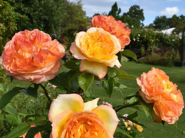 Фото Peter Beales Roses Ltd