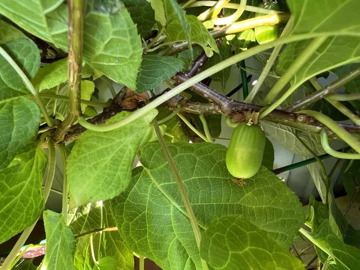 Актинидия aргутa или острая (Actinidia arguta)